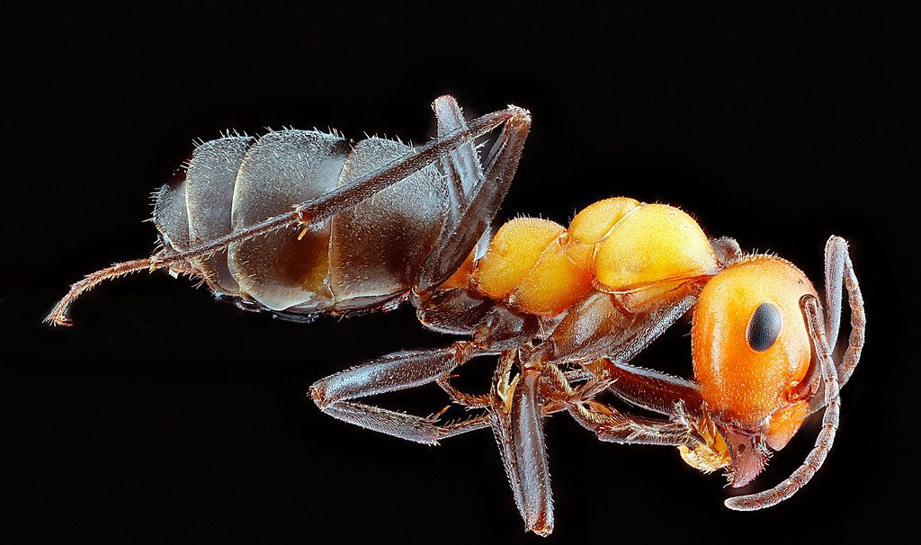 Ant Control service in Hanford, CA