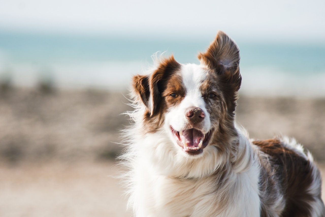 Flea & Tick Control service in Hanford, CA
