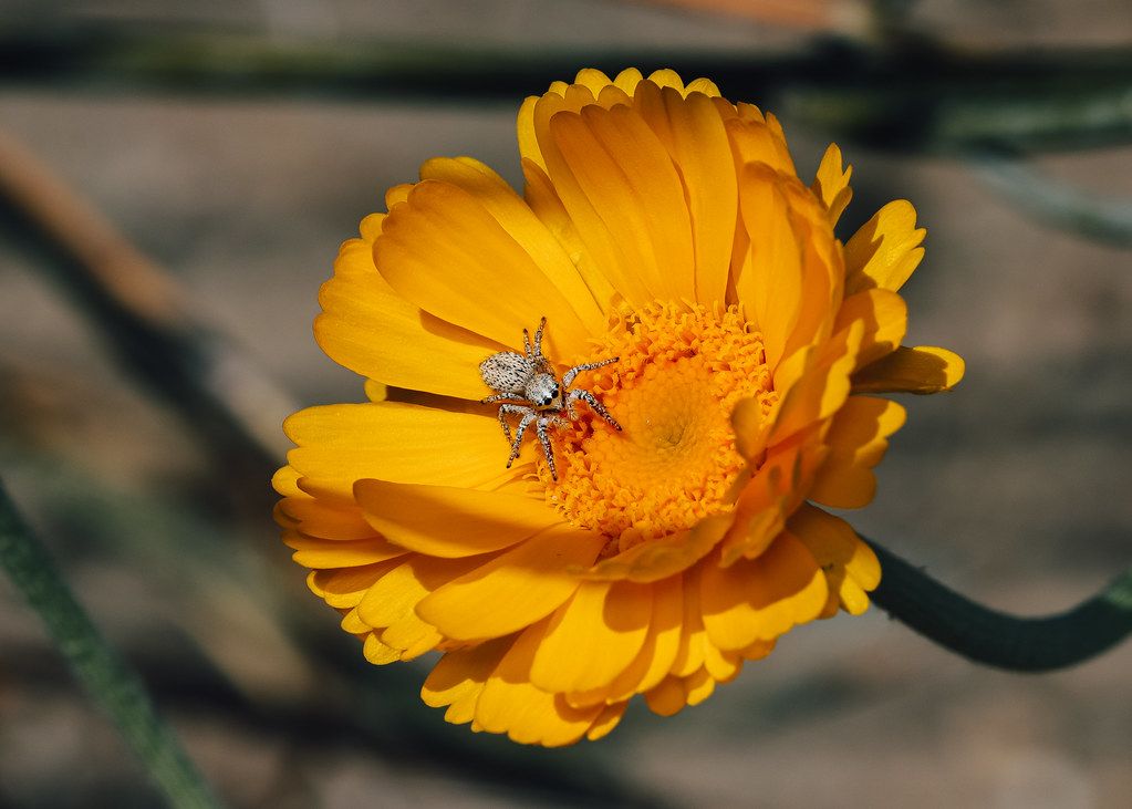 Spider Control service in Hanford, CA